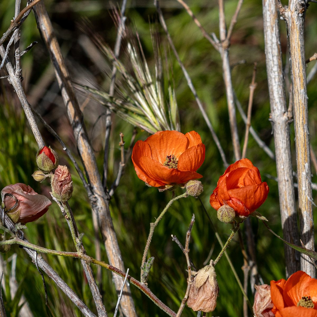 2019 March Globemallow on the Pima Canyon Trail