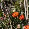 2019 March Globemallow on the Pima Canyon Trail