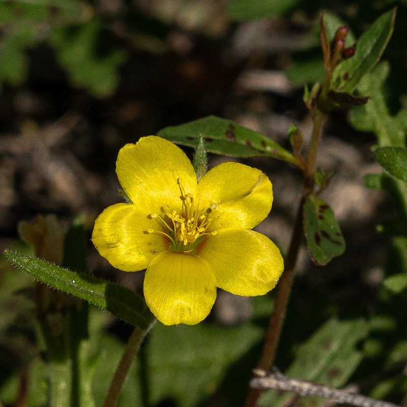 2019 March Jones Blazing Star