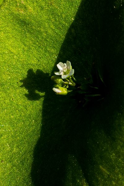 2019 March Miners Lettuce