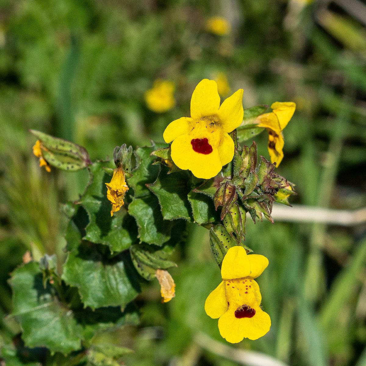 2019 March Monkey Flower at the First Dam