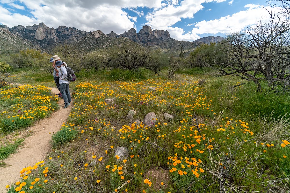 2019 March Poppies on the Alamo Loop Trail