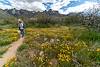 2019 March Poppies on the Alamo Loop Trail
