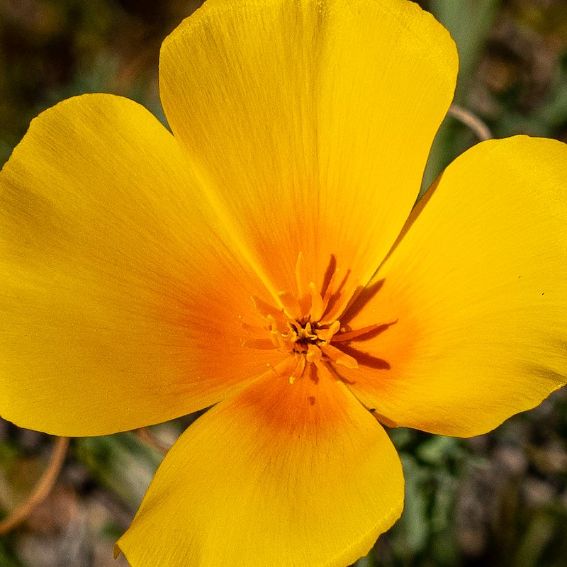 2019 March Poppy on the Pima Canyon Trail