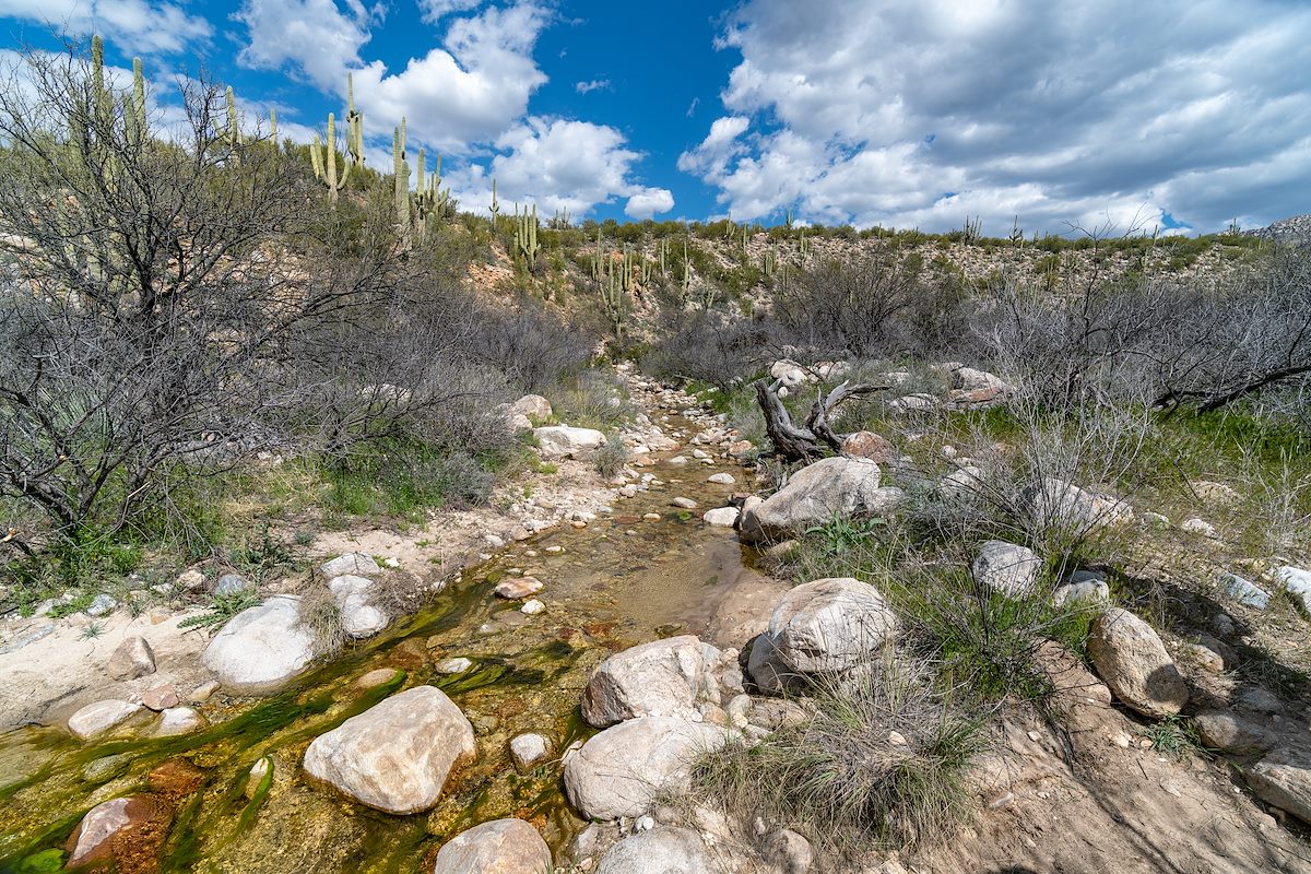2019 March Water in Alamo Canyon