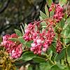 2019 May Blooming Manzanita on the Guthrie Mountain Trail