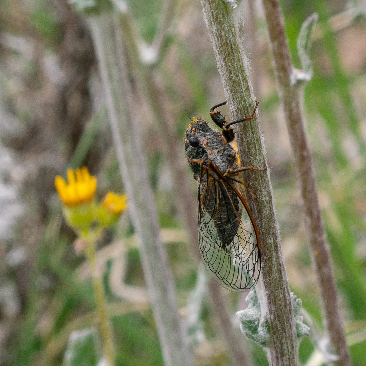 2019 May Cicada below Guthrie Mountain