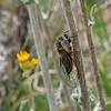 2019 May Cicada below Guthrie Mountain