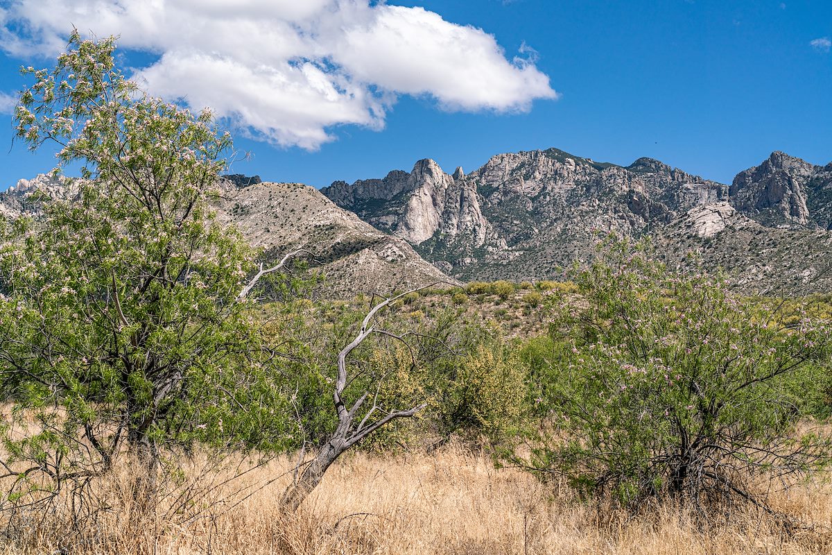 2019 May Desert Willow in Catalina State Park