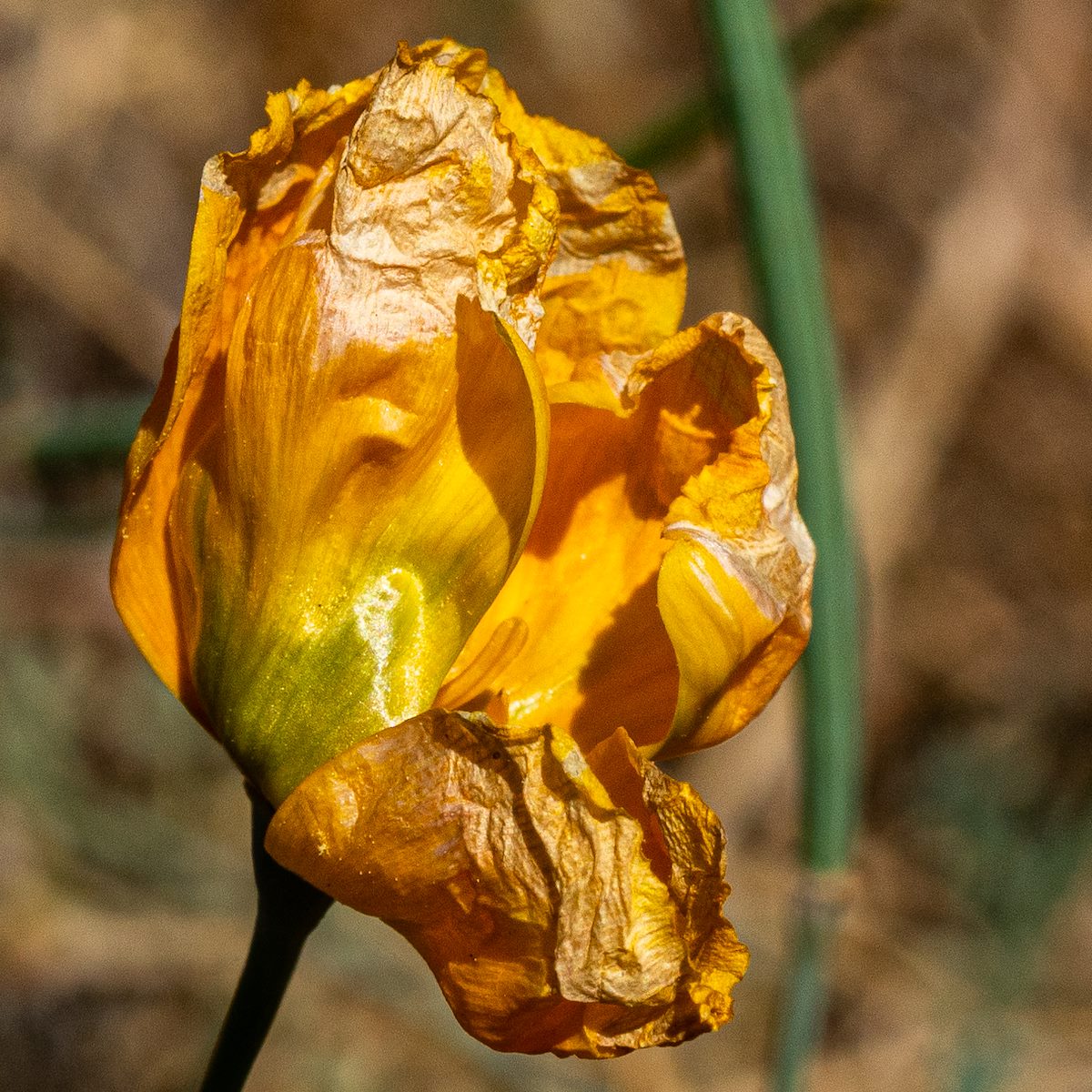 2019 May Fading Poppy