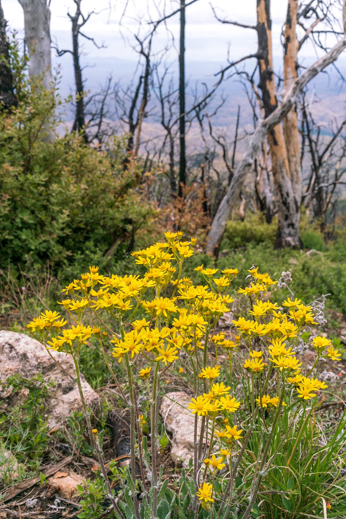 2019 May Flowers growing in the Burro Fire Burn Area