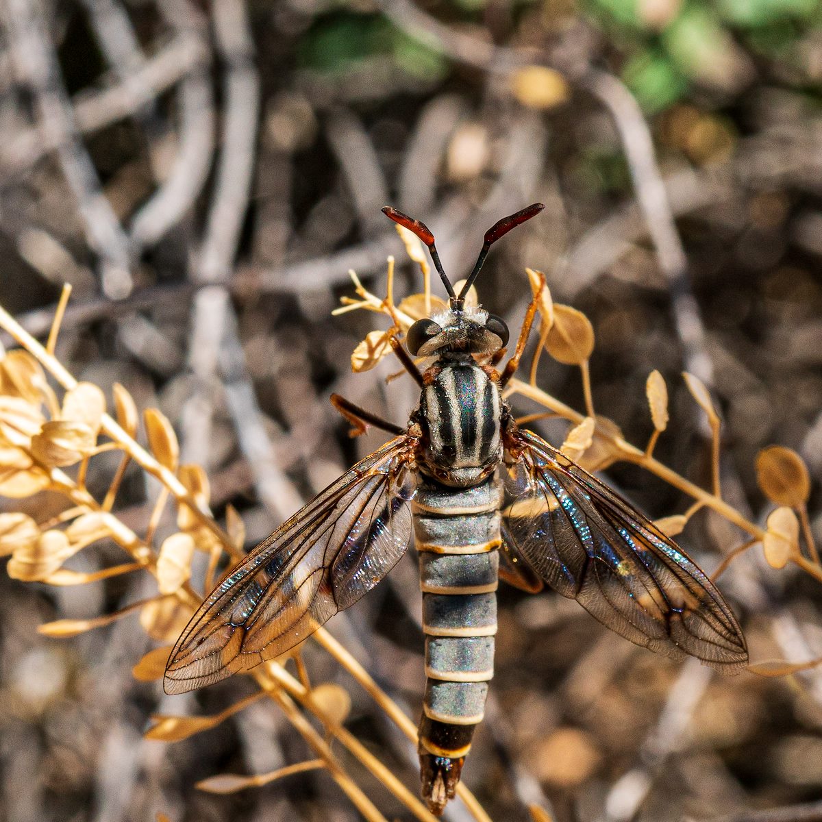 2019 May Insect in Catalina State Park