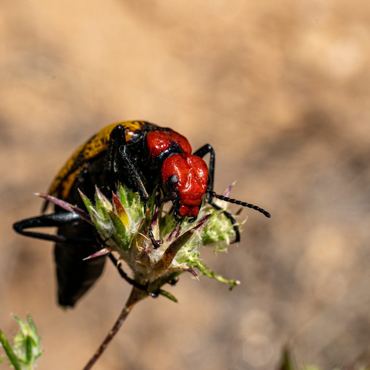2019 May Iron Cross Blister Beetle