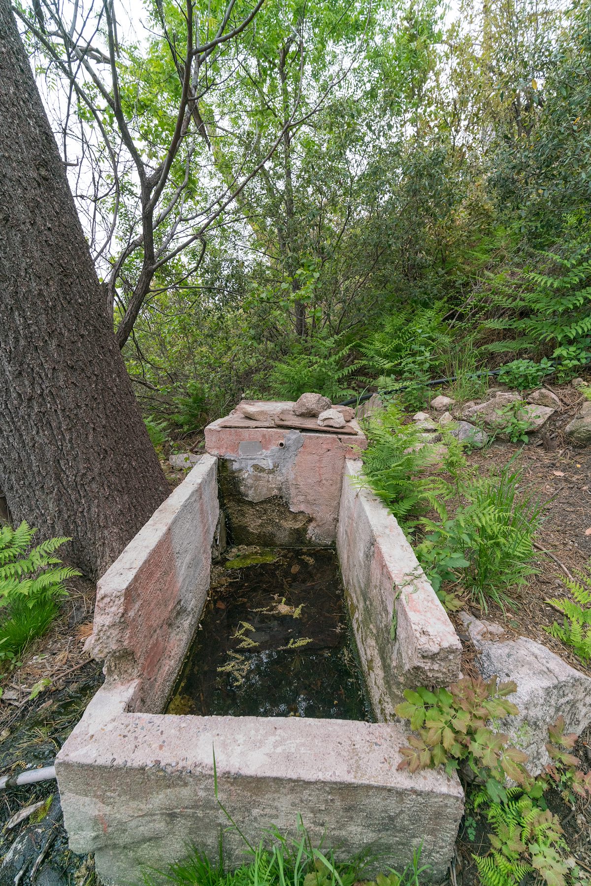 2019 May Maverick Spring Old Tank