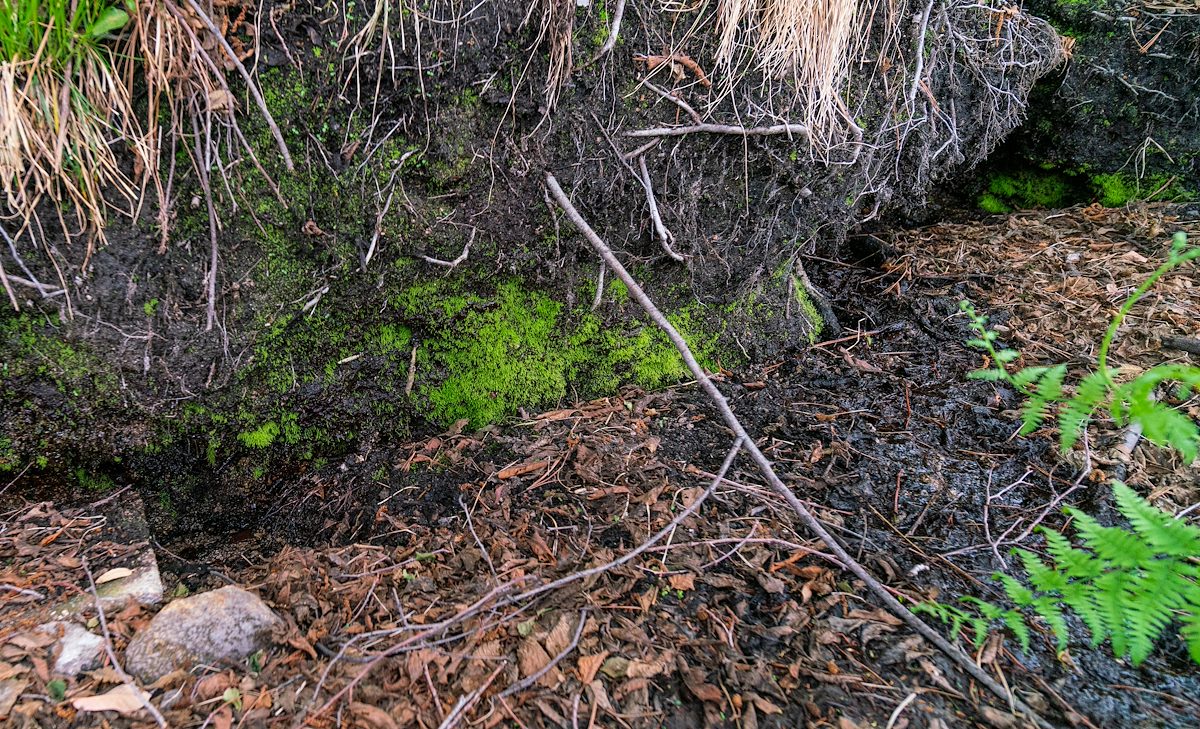 2019 May Maverick Spring