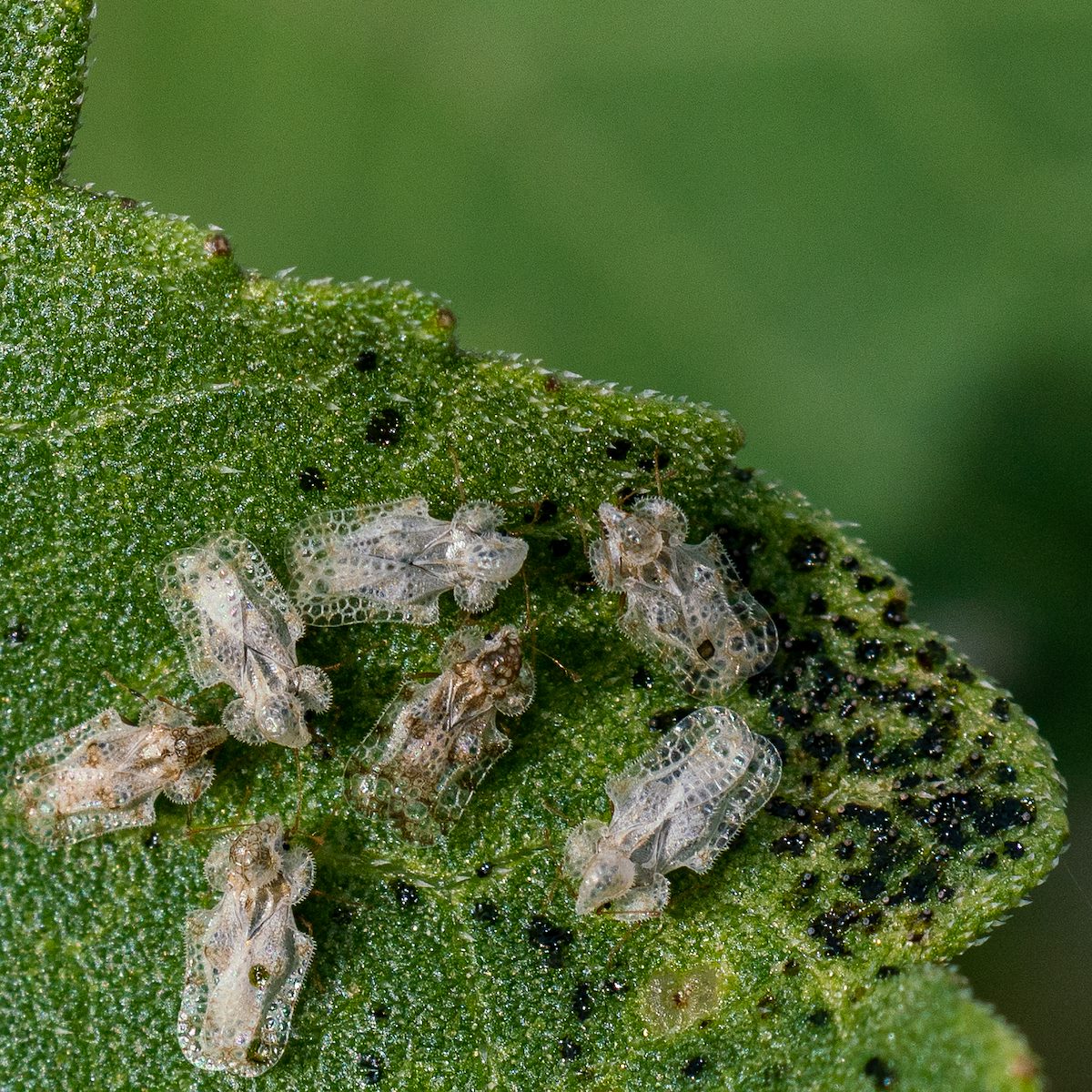 2019 May Morrill Lacewing in Sabino Canyon 01