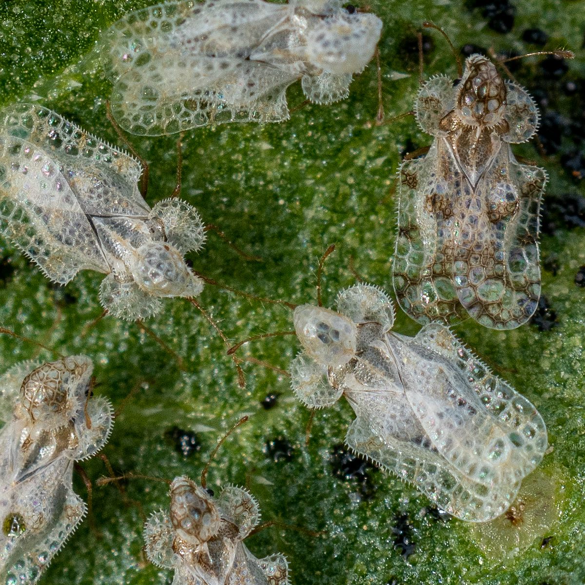 2019 May Morrill Lacewing in Sabino Canyon 02