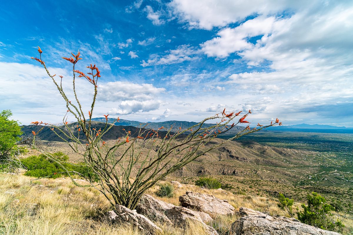 2019 May Ocotillo