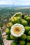 2019 May Saguaro Flower near the Babd Doag Trail