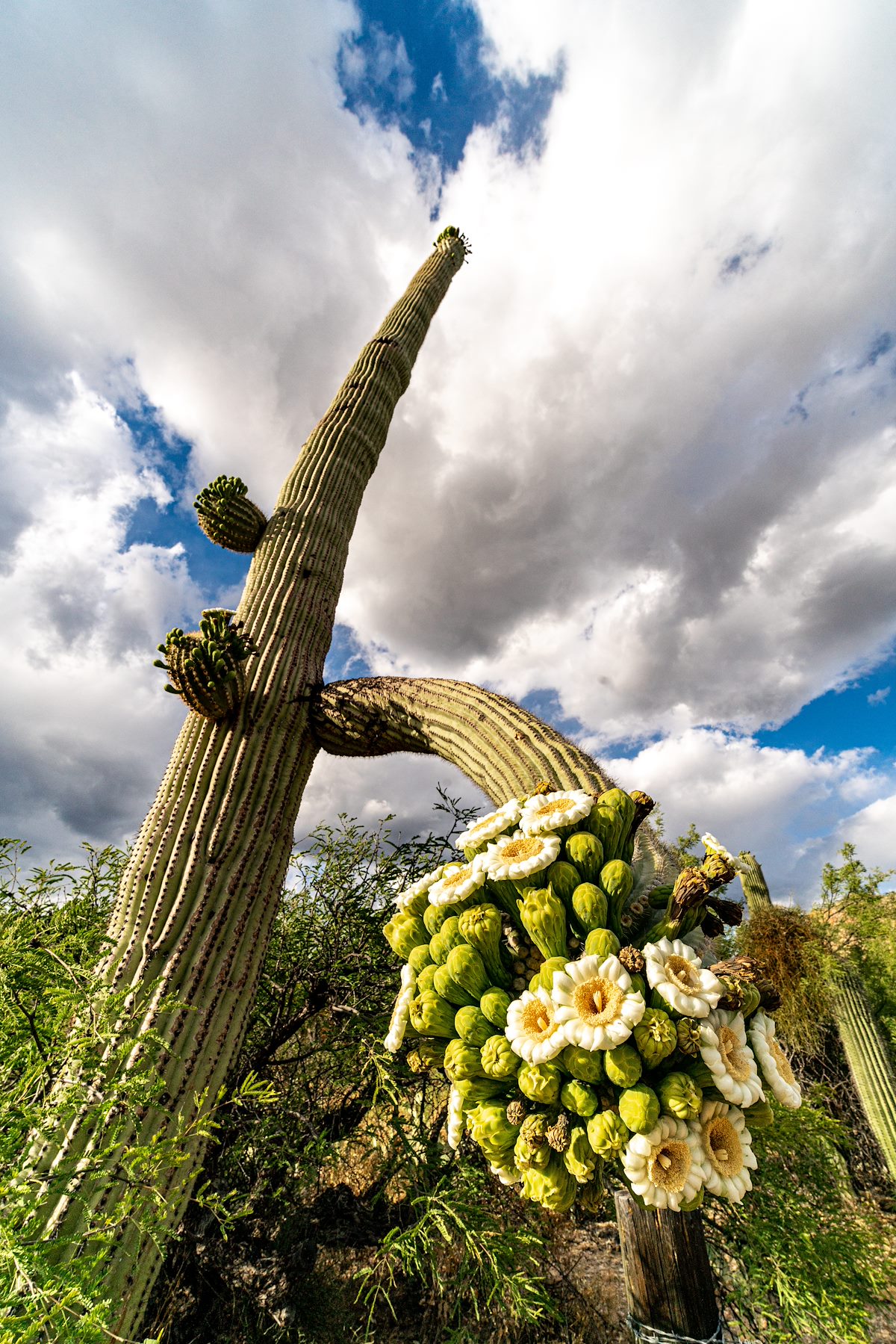 2019 May Saguaro Flowers