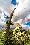 2019 May Saguaro Flowers