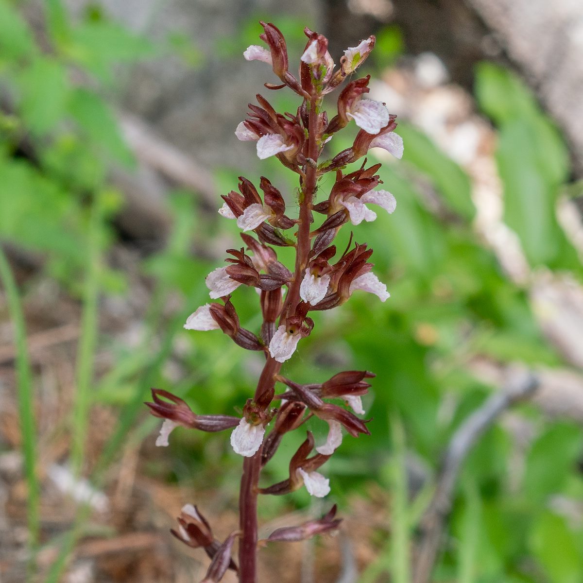 2019 May Spring Coralroot on the Green Mountain Trail