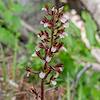 2019 May Spring Coralroot on the Green Mountain Trail