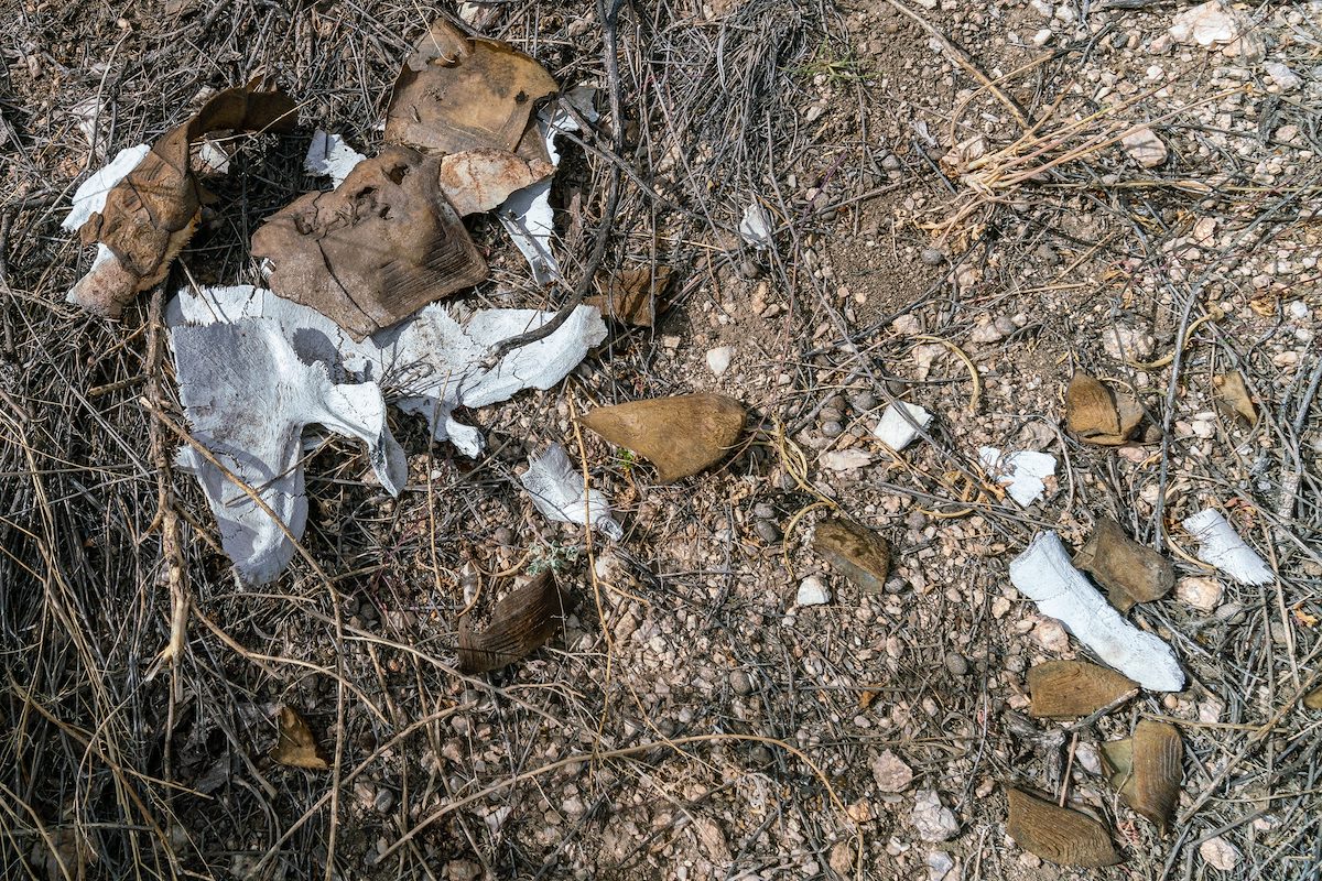 2019 May Tortoise Shell 01