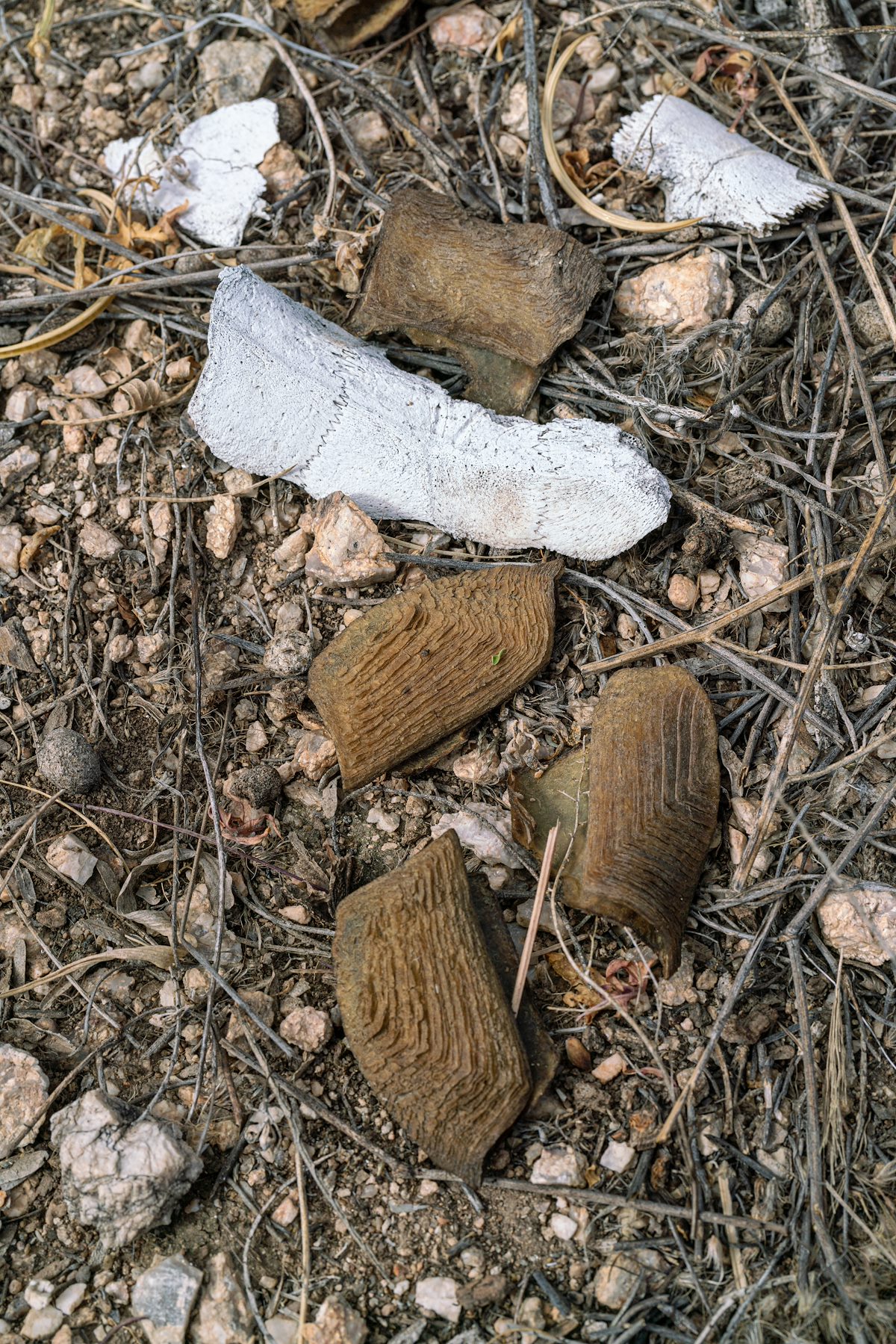 2019 May Tortoise Shell 02