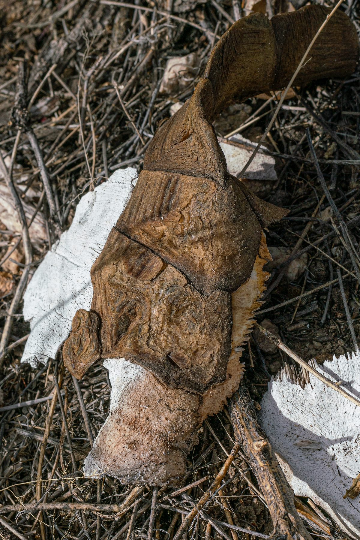 2019 May Tortoise Shell 03