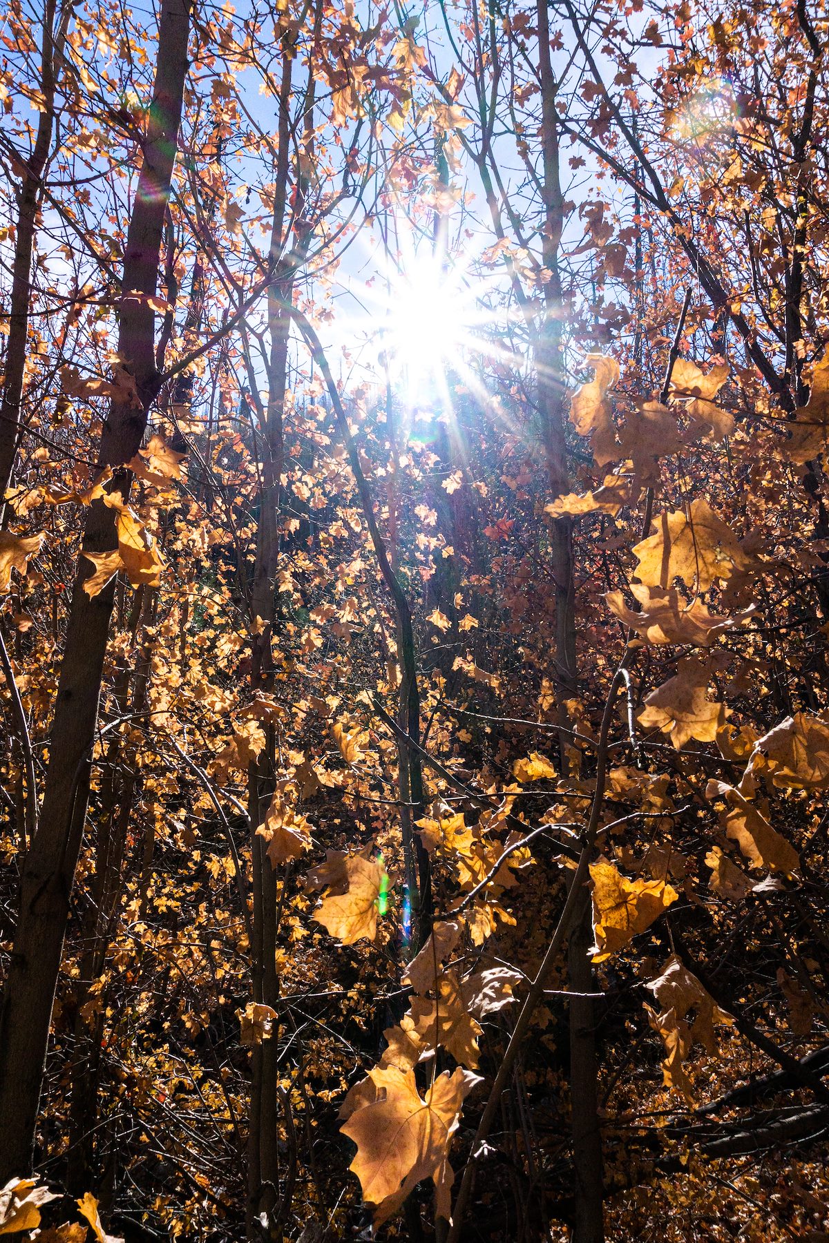 2019 November Late Fall on the Carter Canyon Trail