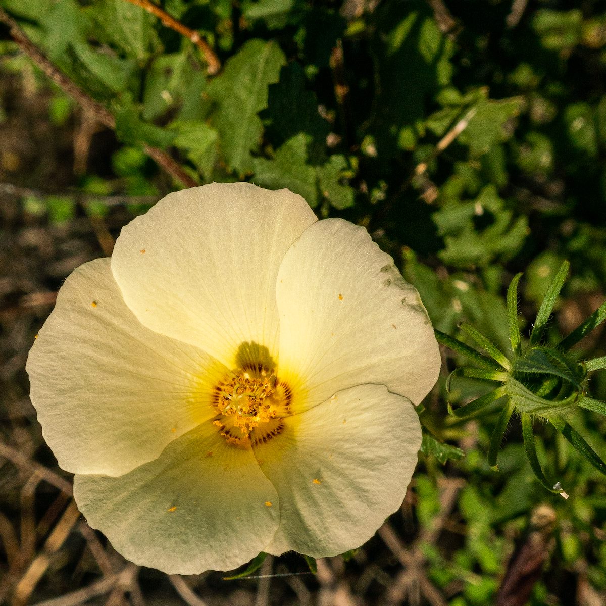 2019 October Desert Rosemallow on the Phoneline Trail