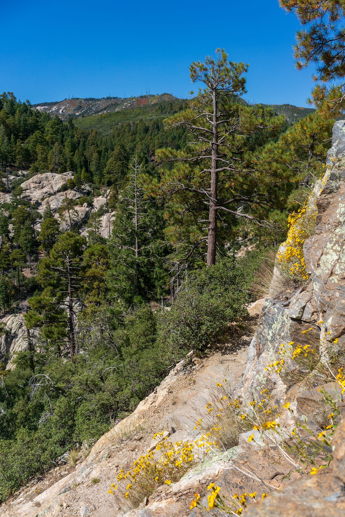2019 October Flowers and Mount Lemmon on the Sunset Trail
