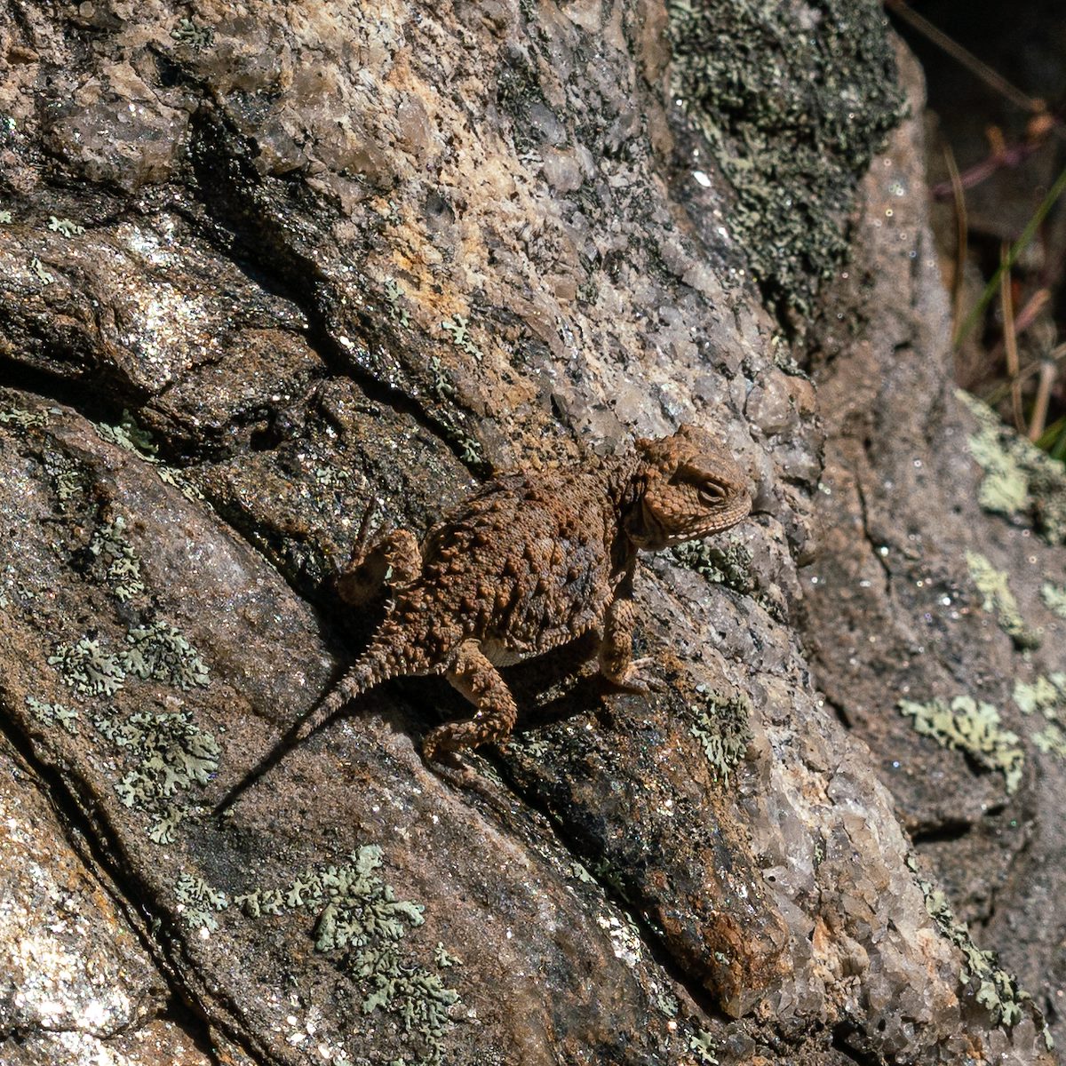 2019 October Horned Lized on the Lemmon Rock Lookout Trail