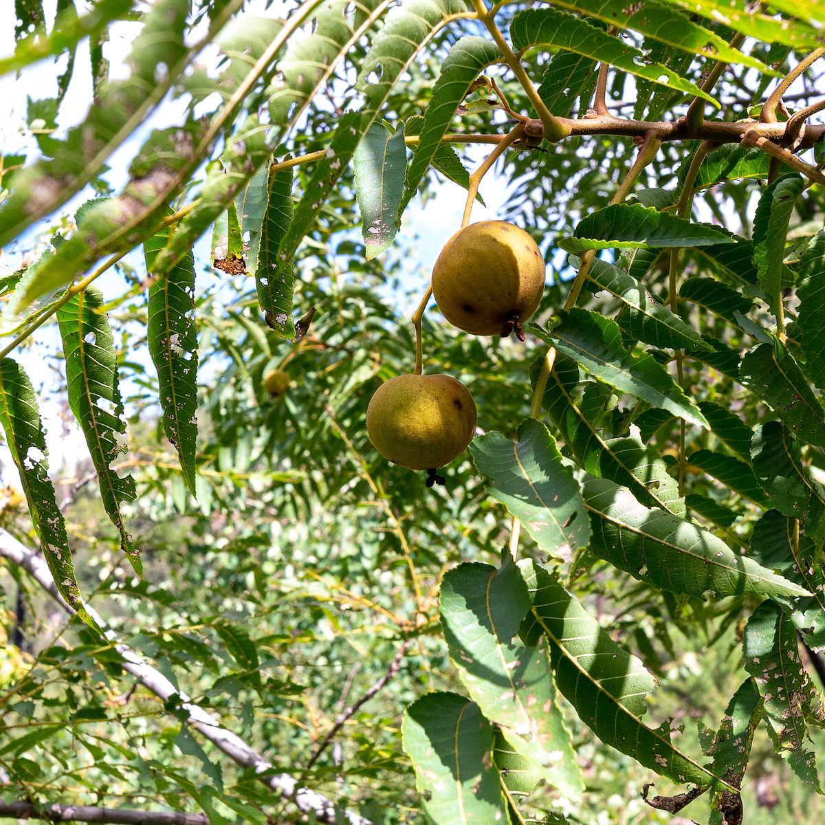 2019 September Arizona Black Walnut 01