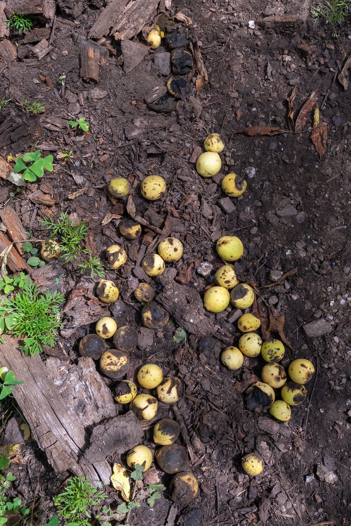 2019 September Arizona Black Walnut 02