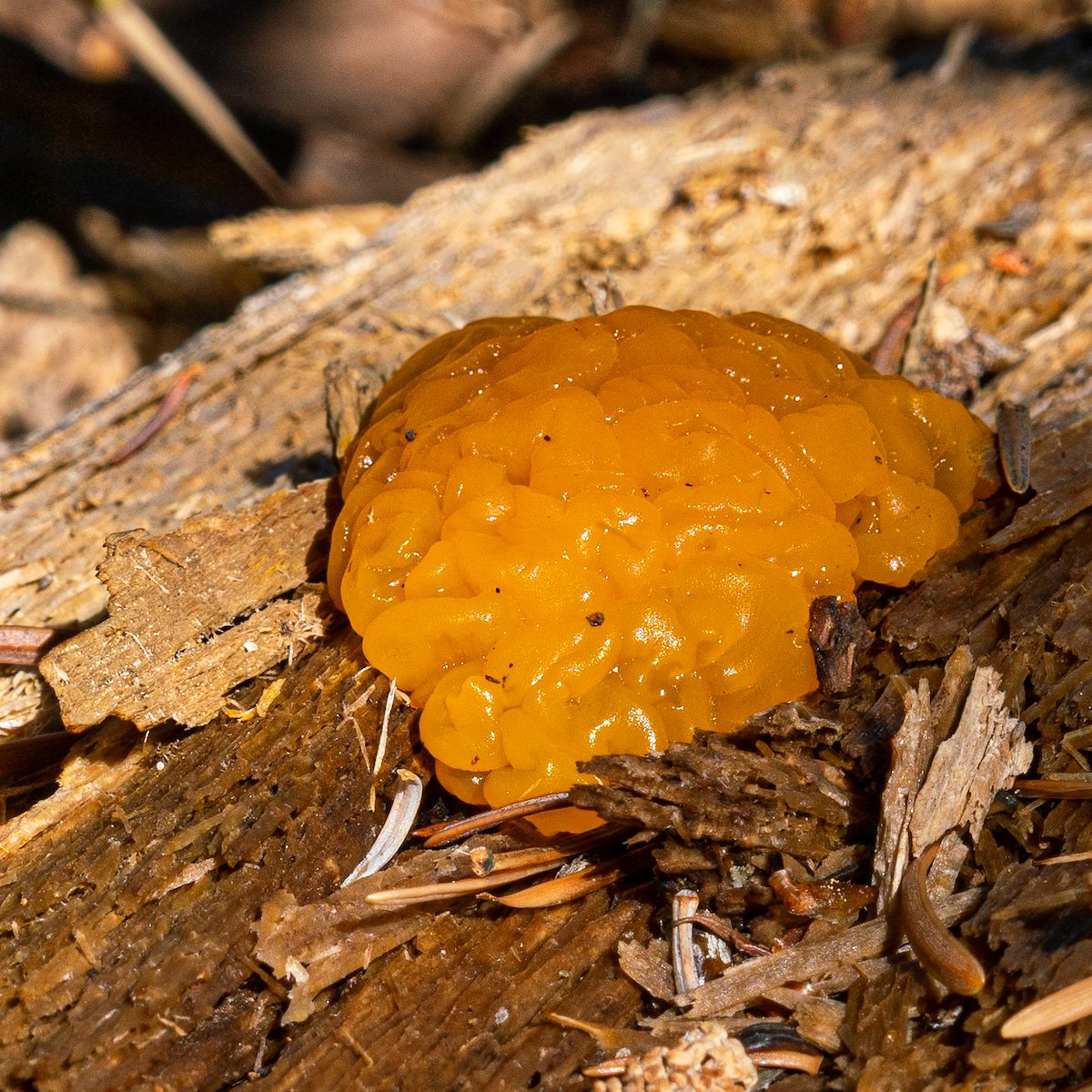 2019 September Brains