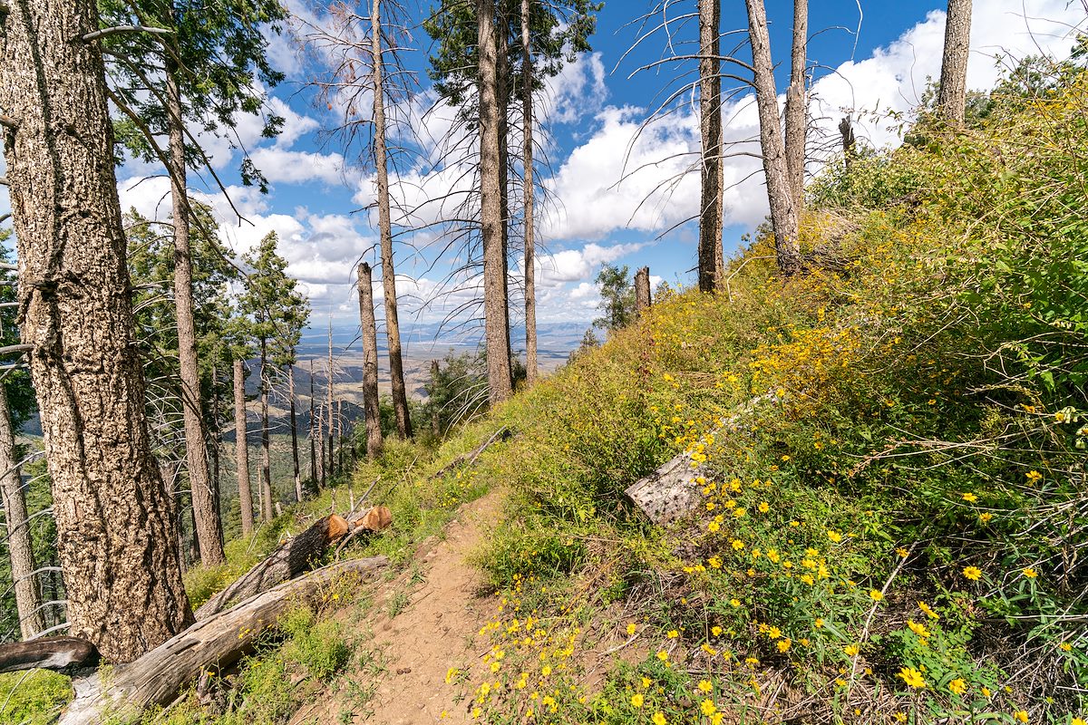 2019 September Butterfly Trail