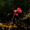 2019 September Coralbells on the Wilderness of Rocks Trail