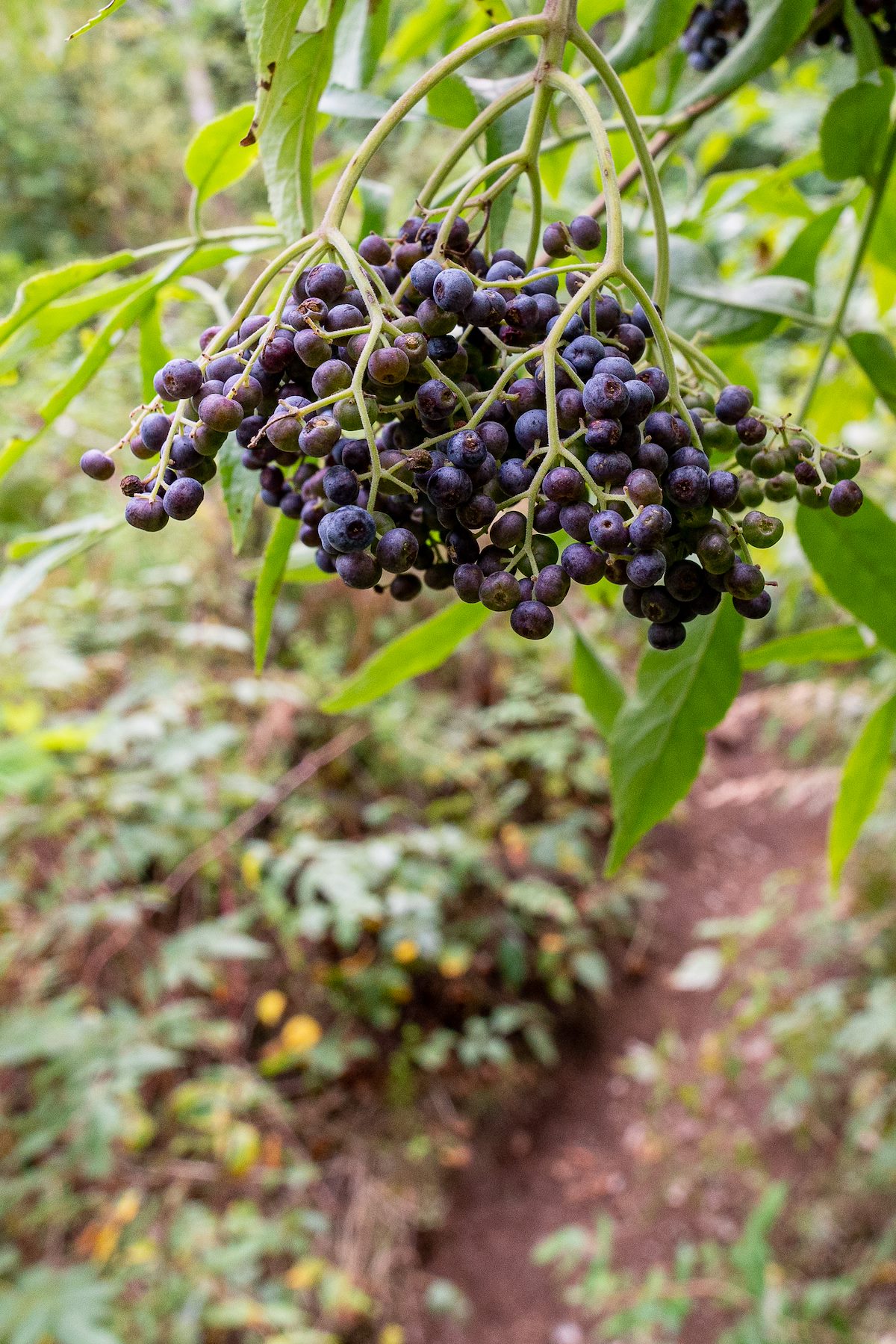 2019 September Elderberry on the Butterfly Trail
