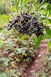 2019 September Elderberry on the Butterfly Trail