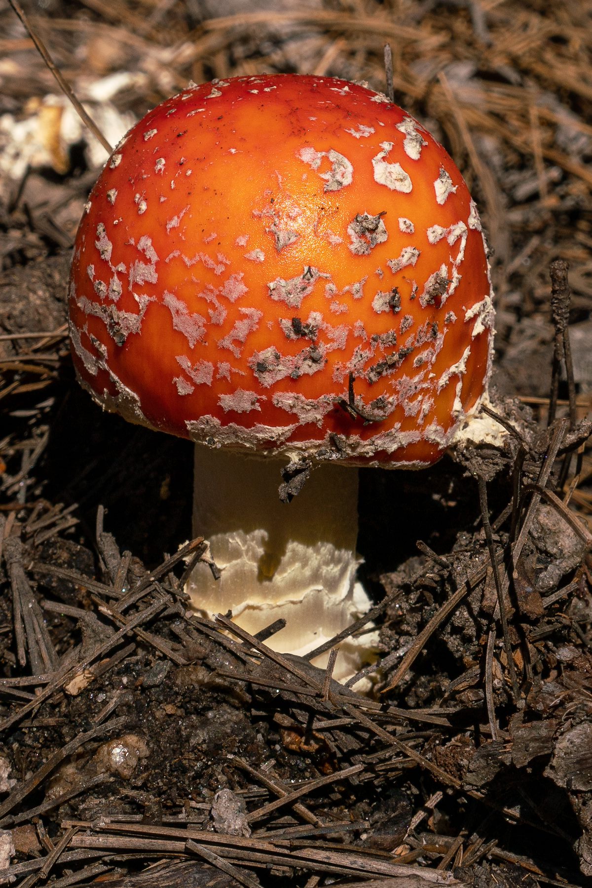 2019 September Mushroom on the Wilderness of Rocks Trail
