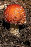 2019 September Mushroom on the Wilderness of Rocks Trail