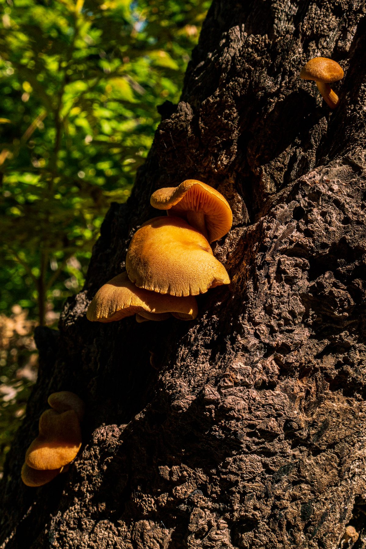 2019 September Mushrooms along the Aspen Draw Trail