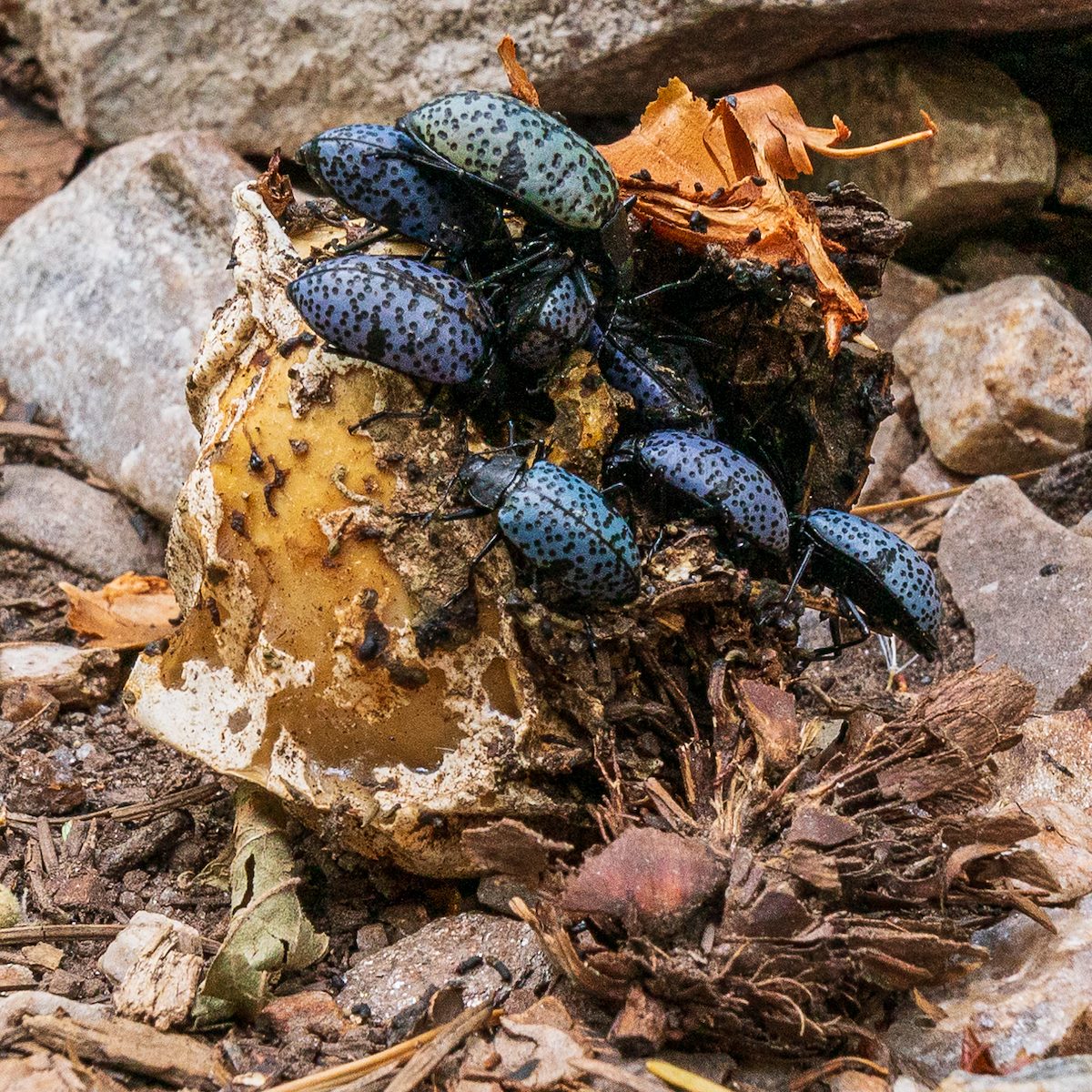 2019 September Pleasing Fungus Beetle Feast
