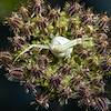 2020 April Crab Spider