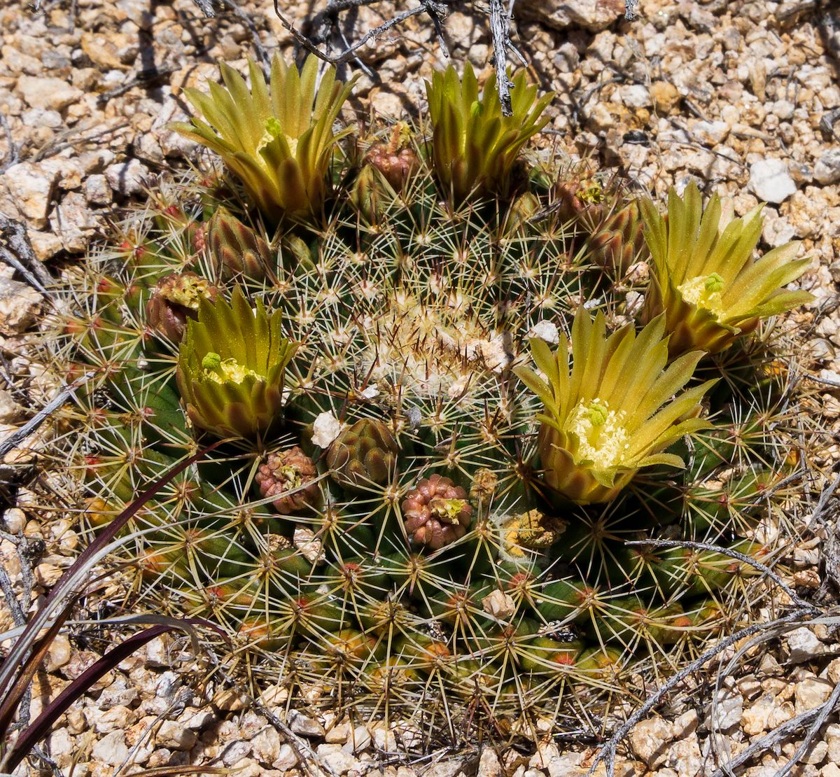 2020 April Flowering Macdougal's Nipple Cactus 01