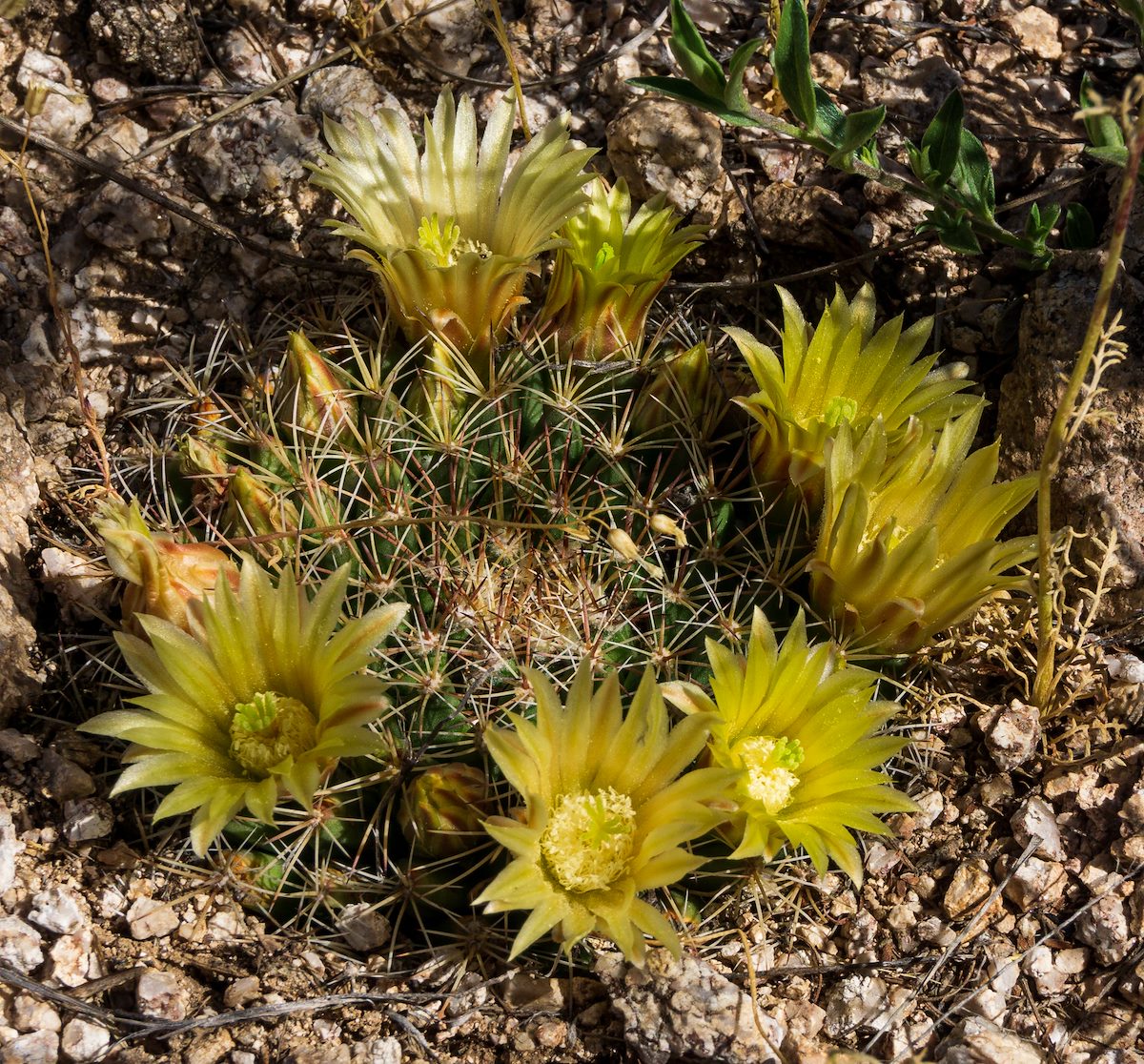 2020 April Flowering Macdougal's Nipple Cactus 03
