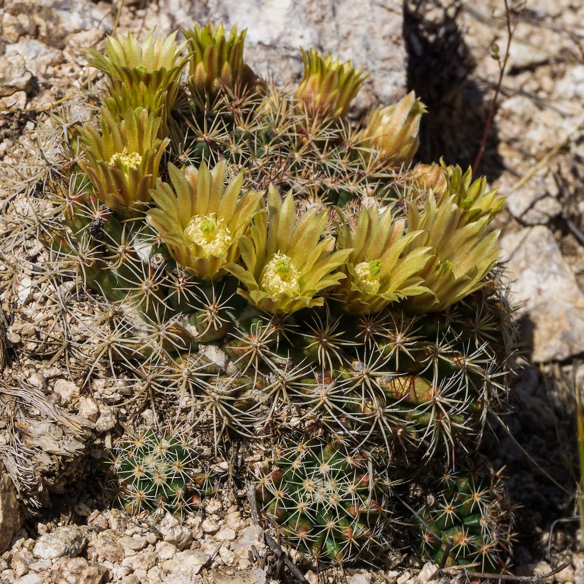 2020 April Flowering Macdougal's Nipple Cactus 04