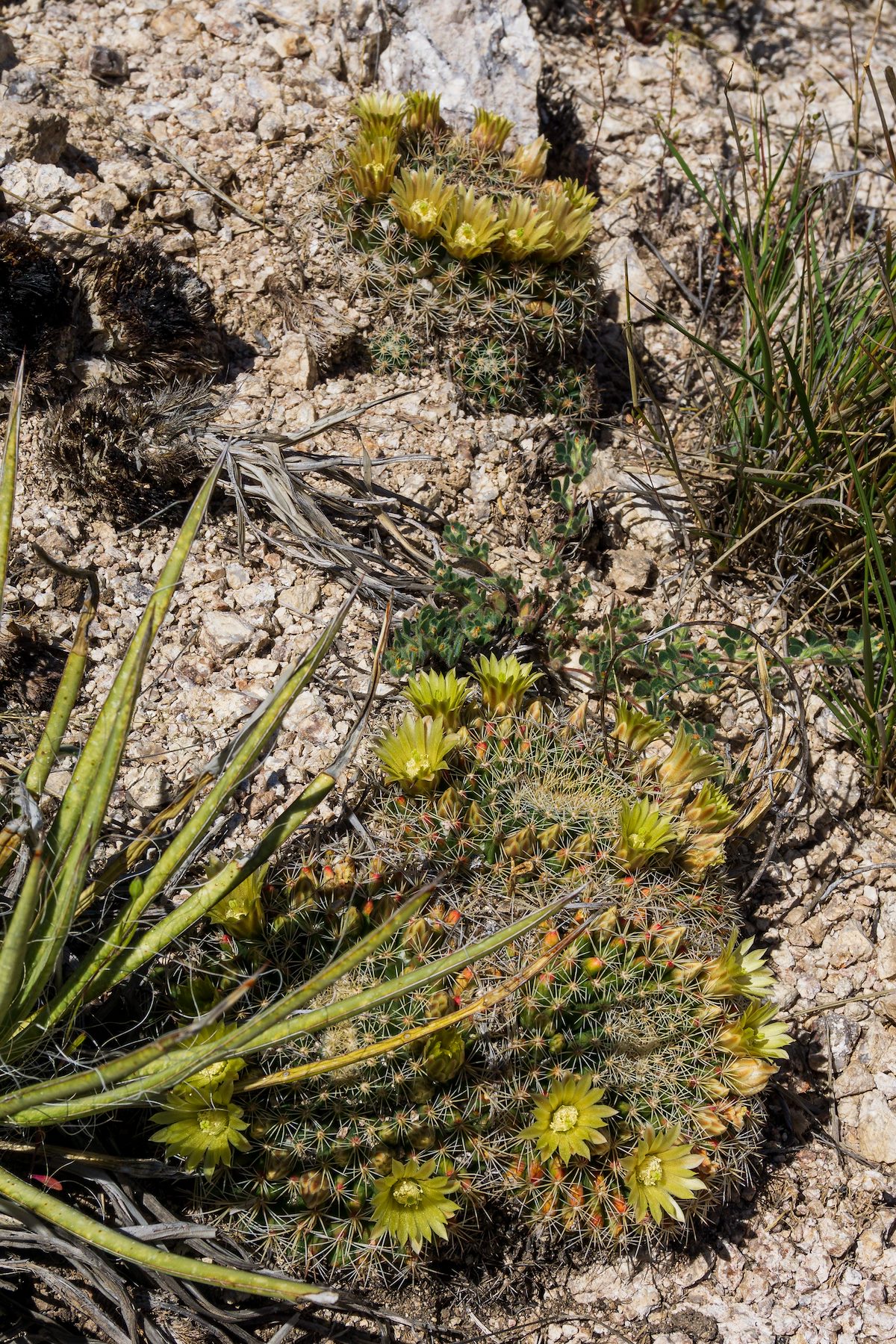 2020 April Flowering Macdougal's Nipple Cactus 05